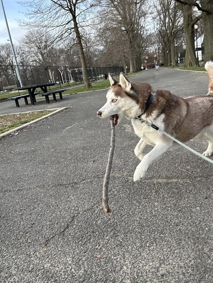 ATLAS Sled Harness