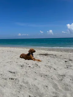 Shit Kit - Everything You Need When Nature Calls - Atlas Pet Company