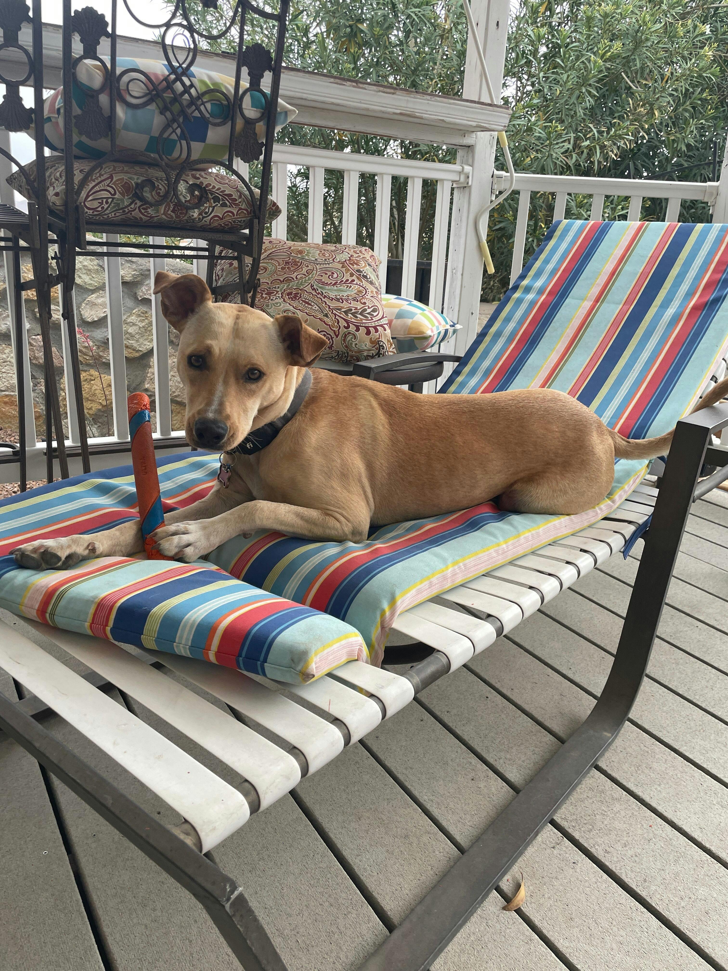 Lifetime Loop - Ultralight Poop Bag Holder | Atlas Pet Company