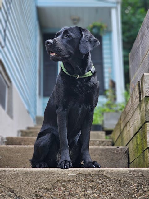 Lifetime Collar