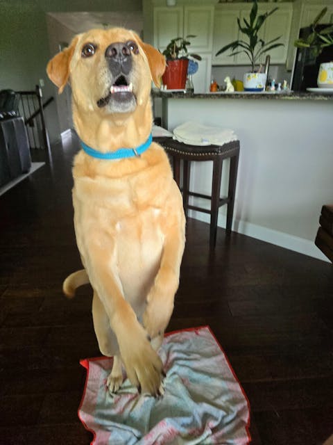 Lifetime Collar