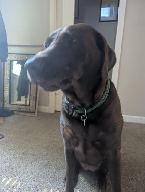 Lifetime Collar