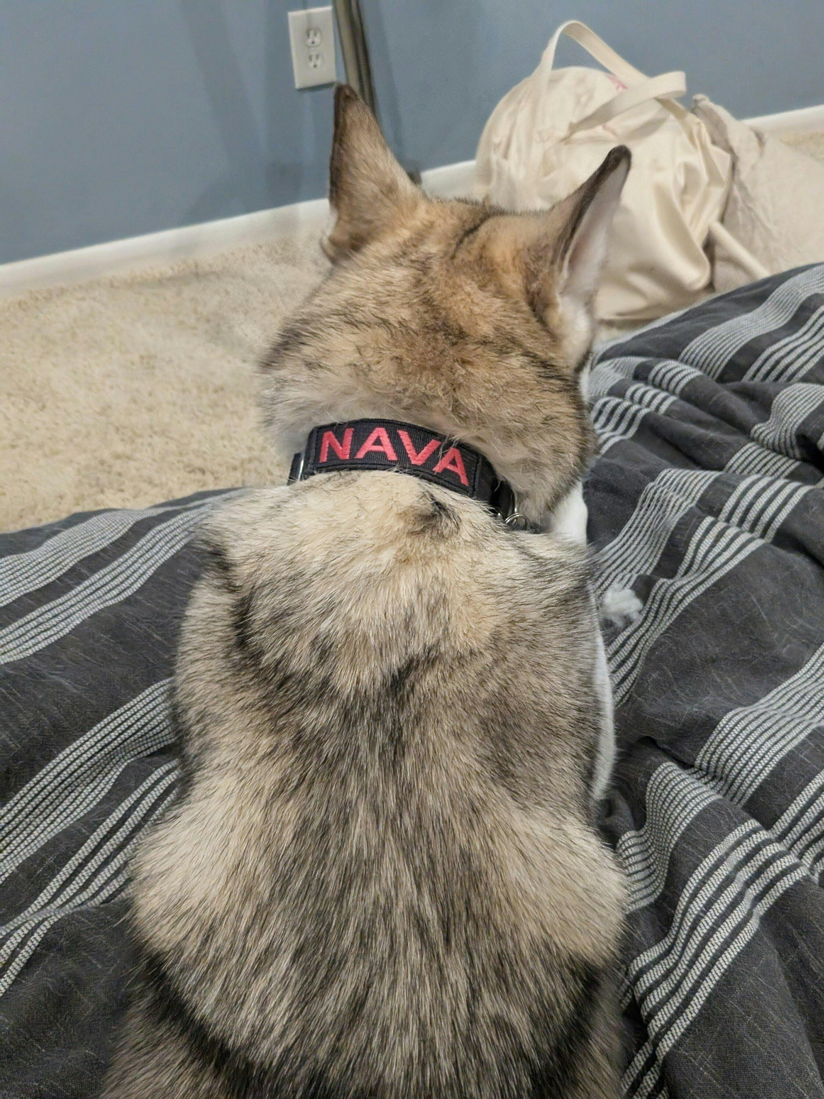 Lifetime Pro Handle – Atlas Pet Company