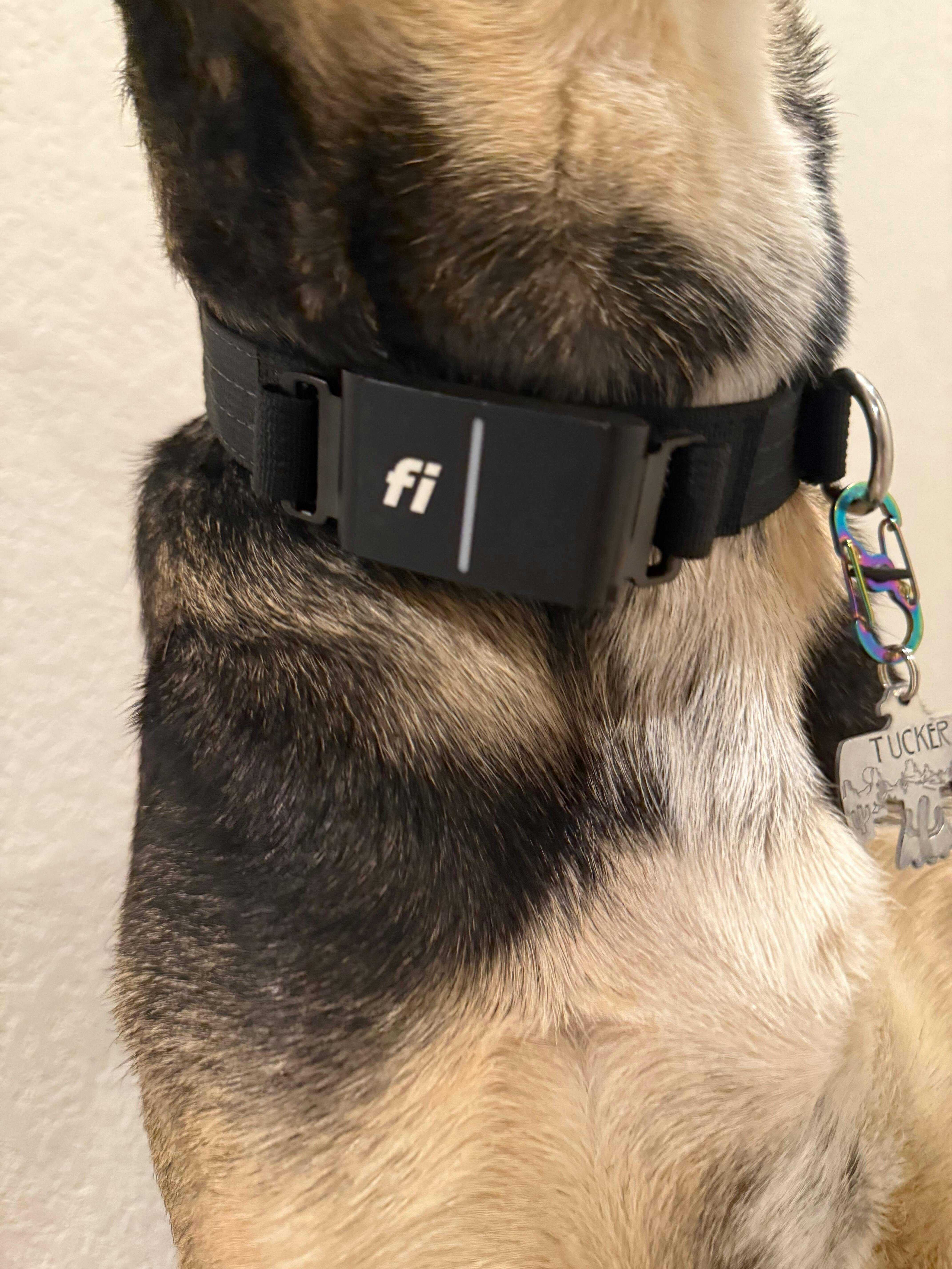 Lifetime Pro Handle – Atlas Pet Company