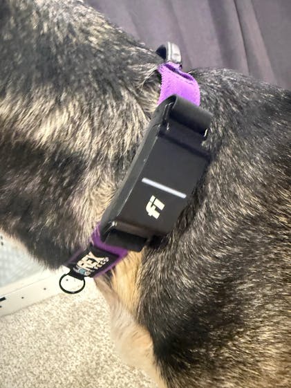 Fi Snap Make Any Collar Fi Compatible Atlas Pet Company