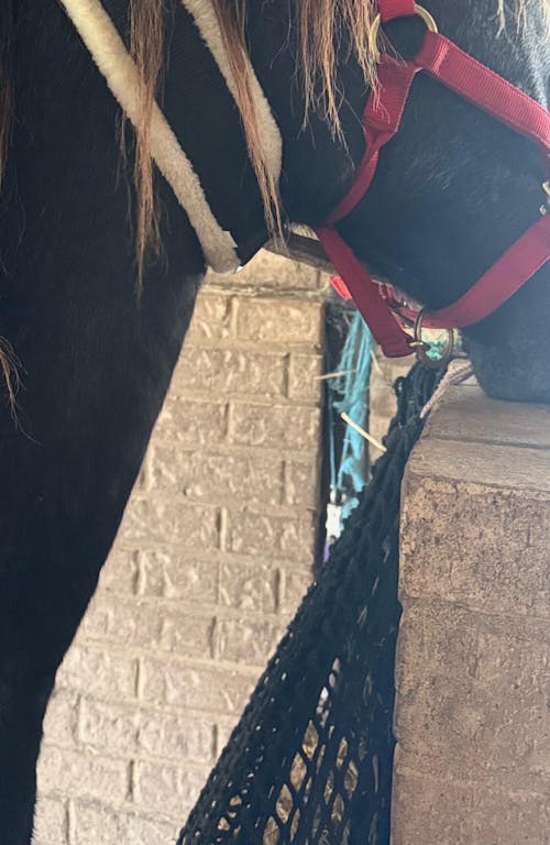 Deluxe Knotless Medium Horse Slow Feed Hay Net