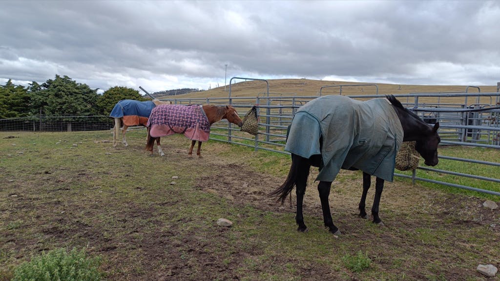Deluxe Knotless Small Horse Slow Feed Hay Net