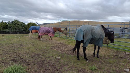 Deluxe Knotless Small Horse Slow Feed Hay Net