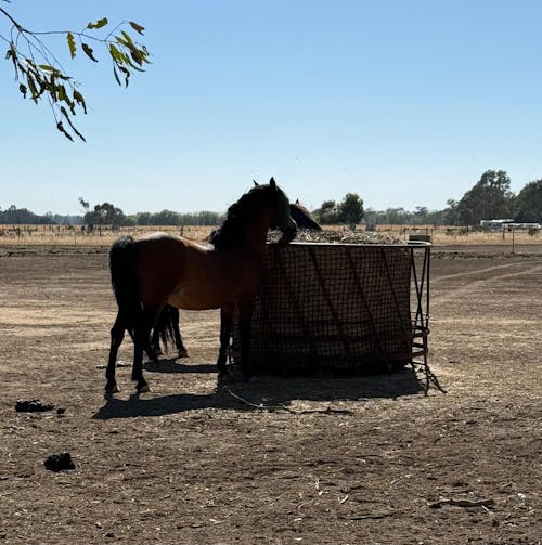Deluxe Knotless 5x4 Round Bale Horse Slow Feeder Hay Net