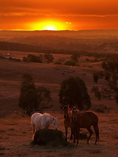 Deluxe Knotless 4x4 Round Bale Horse Slow Feeder Hay Net
