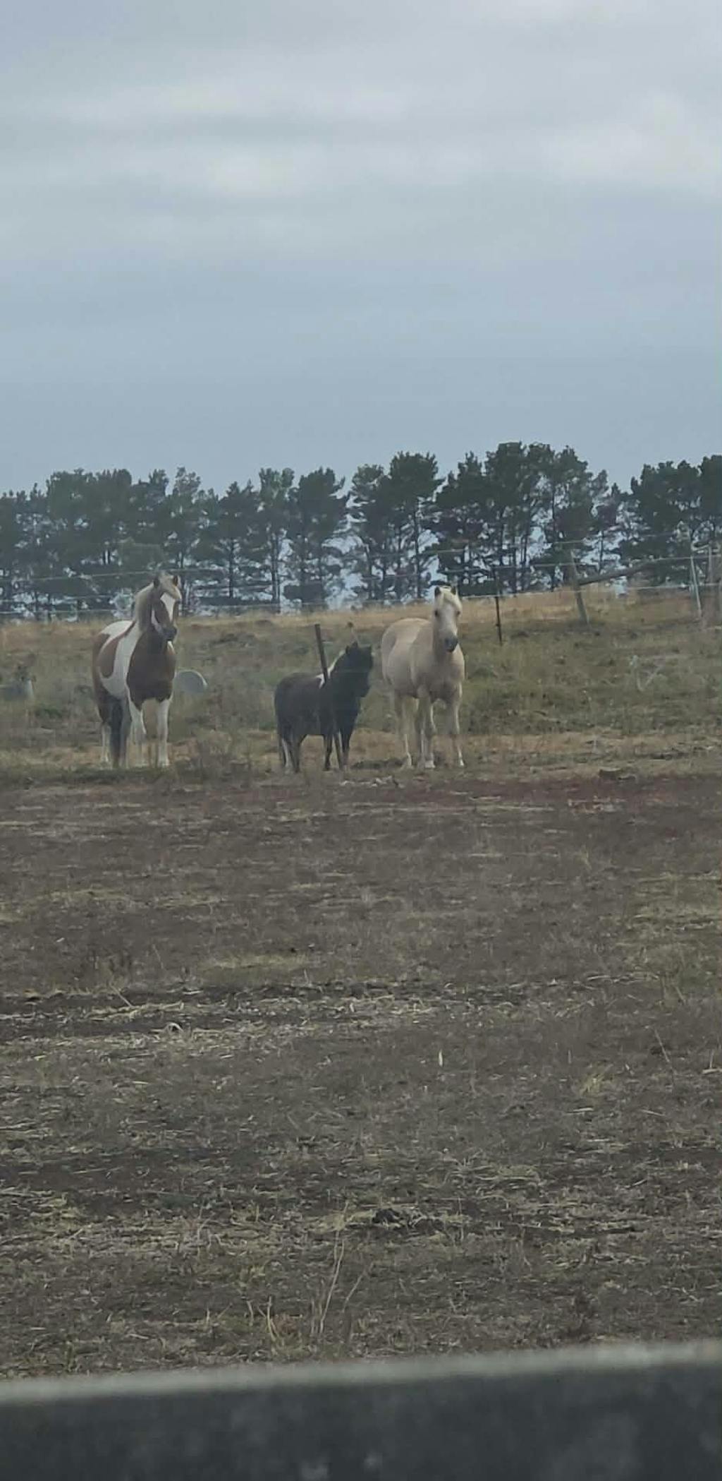Deluxe Knotless 5x4 Round Bale Horse Slow Feeder Hay Net