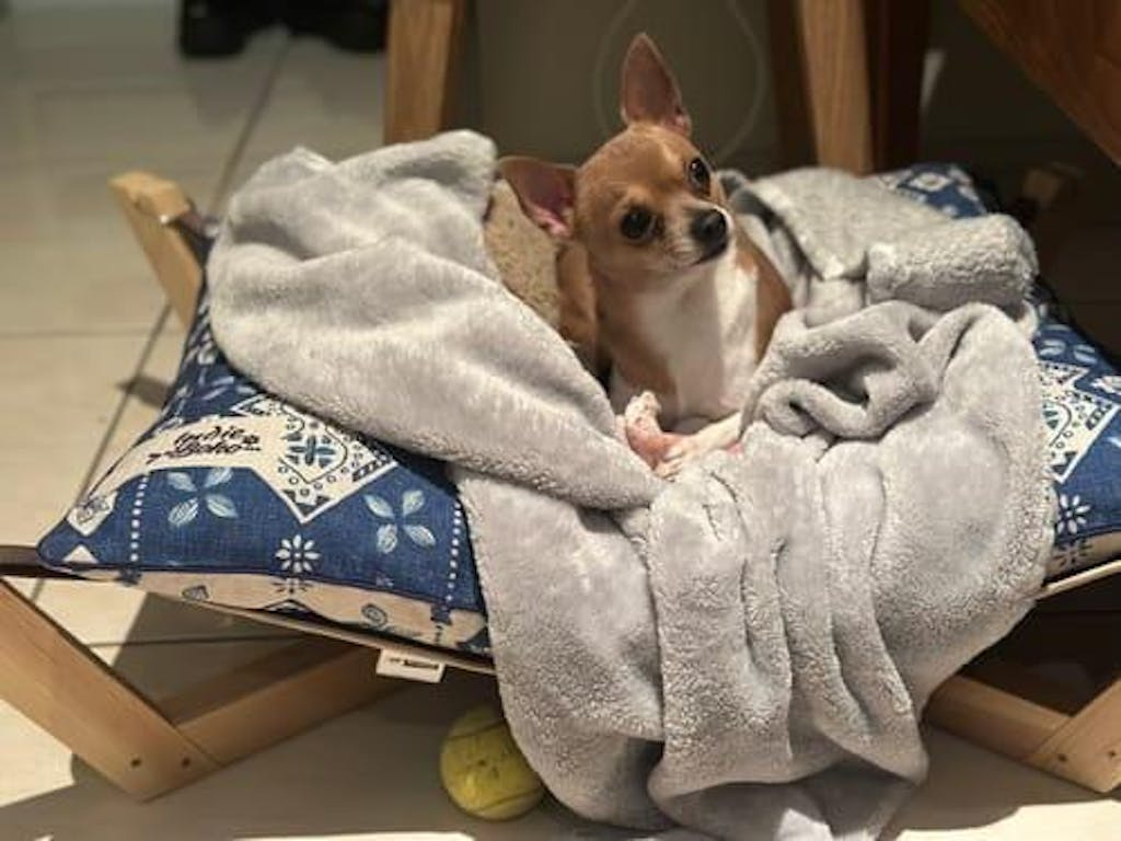 Indie Boho Medium Pet Bed *