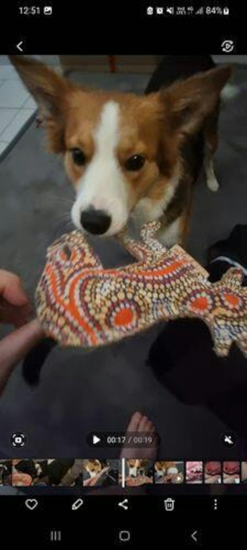 Outback Tails Toy Desert Dog Chew Toy