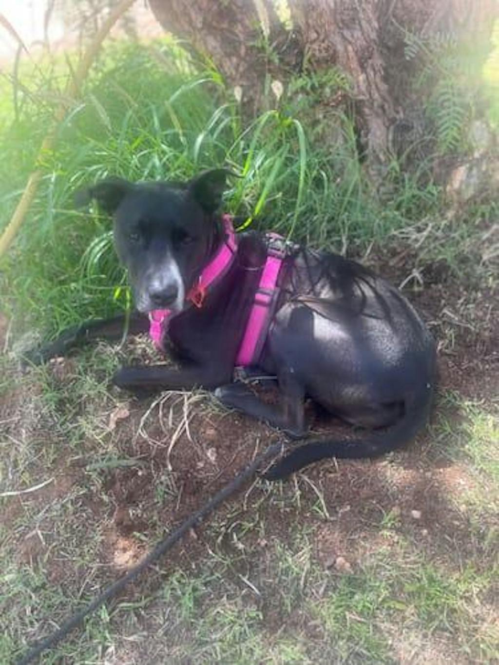 Anny.x Harness Fun Long/Short