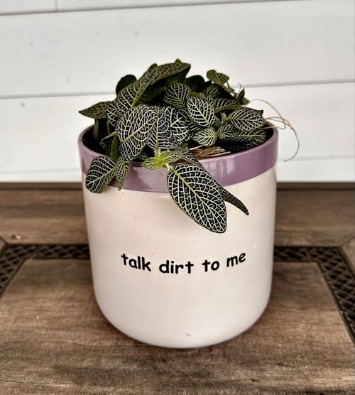 Fittonia 'White Nerve Plant'