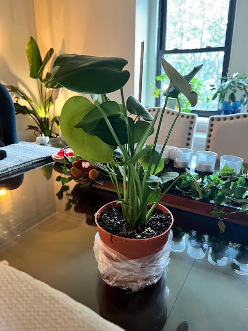 Philodendron Monstera Split-Leaf