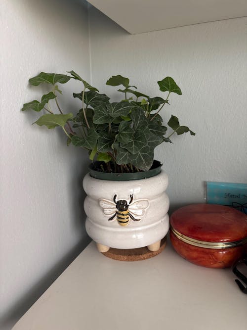 English Ivy Green California