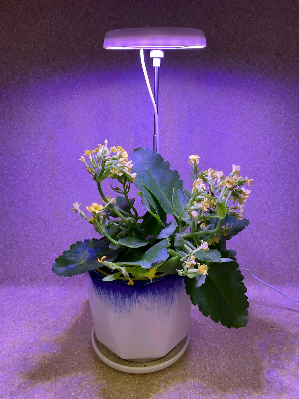 Kalanchoe