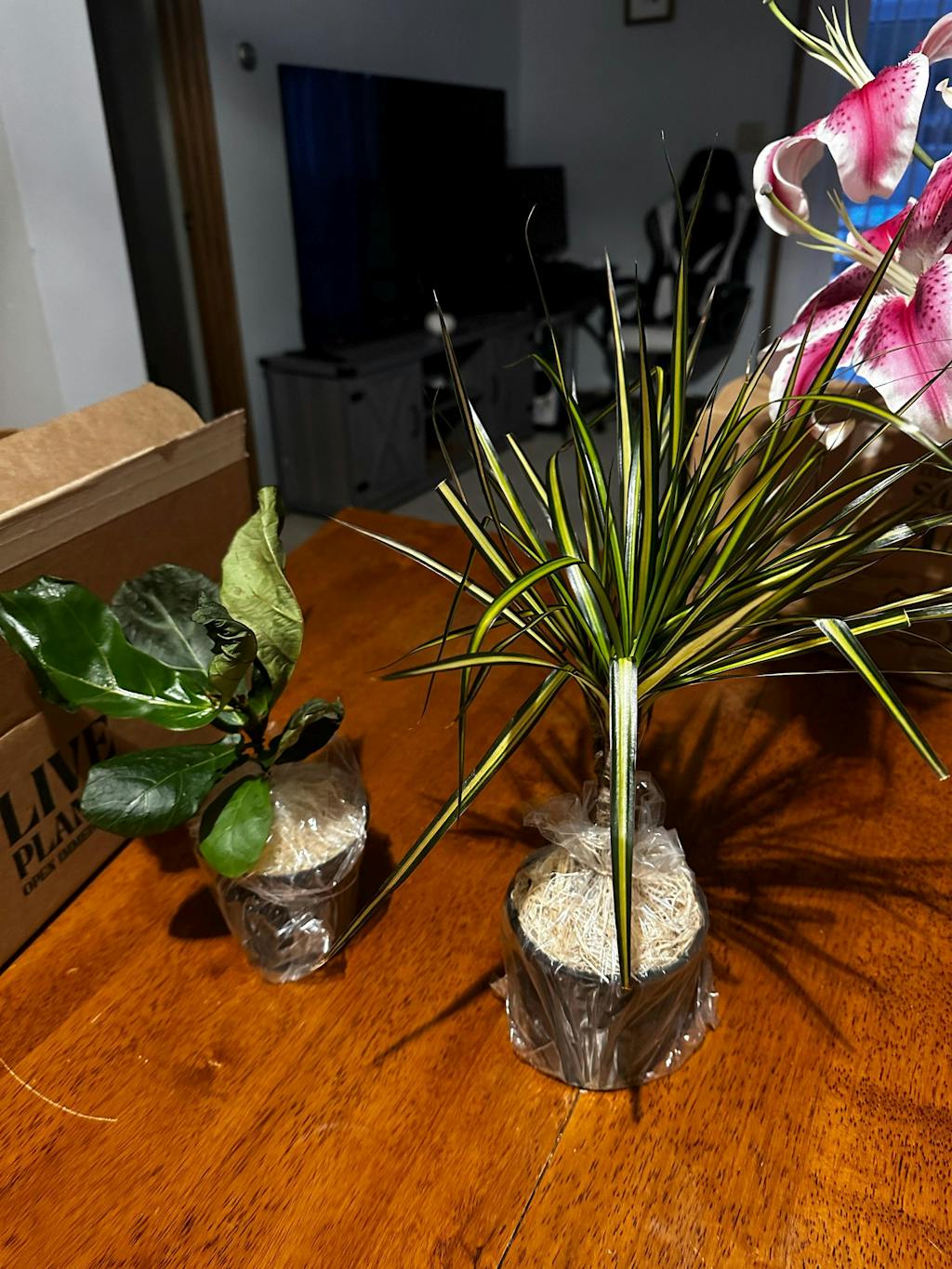 Ficus Lyrata 'Fiddle Leaf Fig'