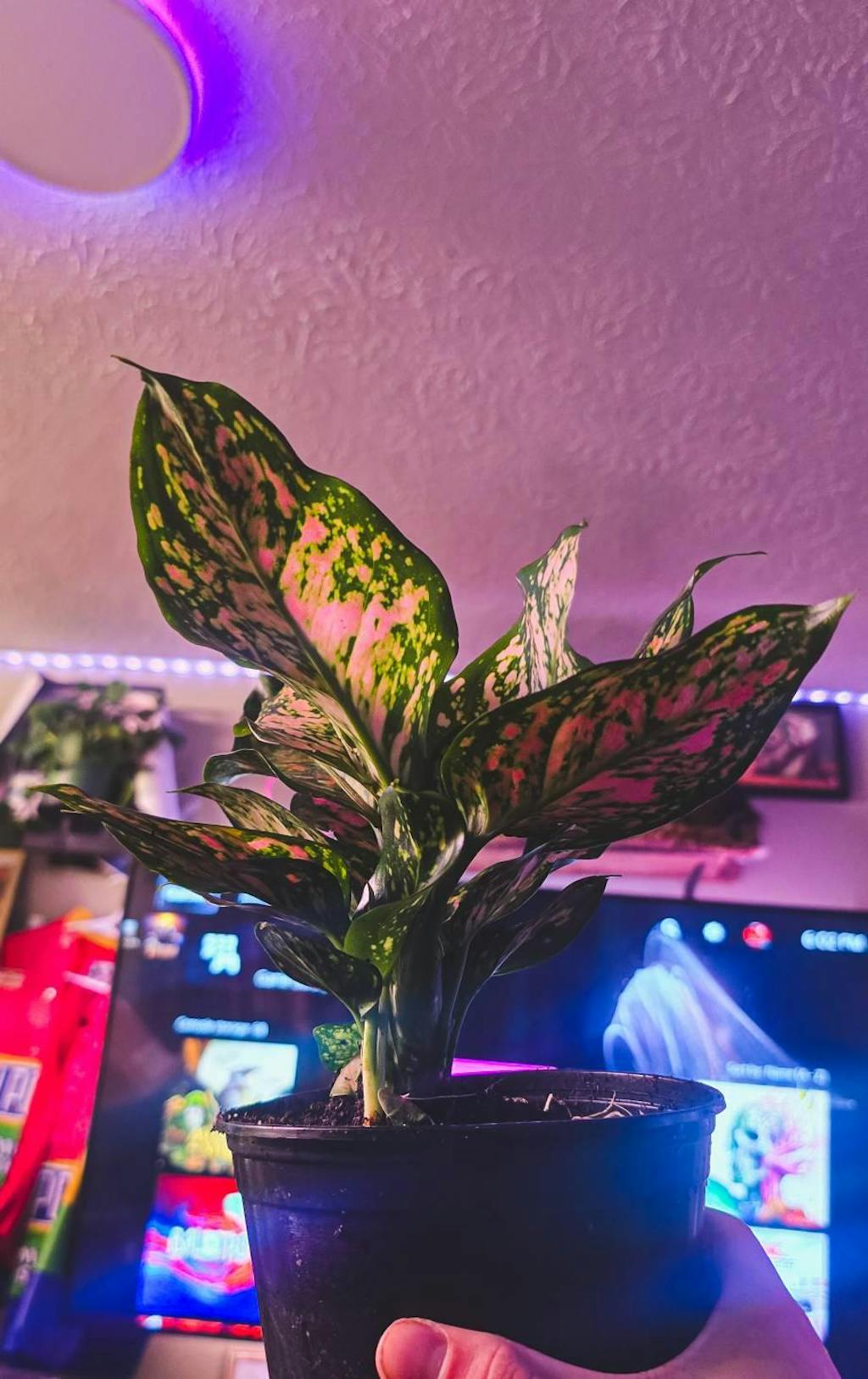 Chinese Evergreen 'Lady Valentine'