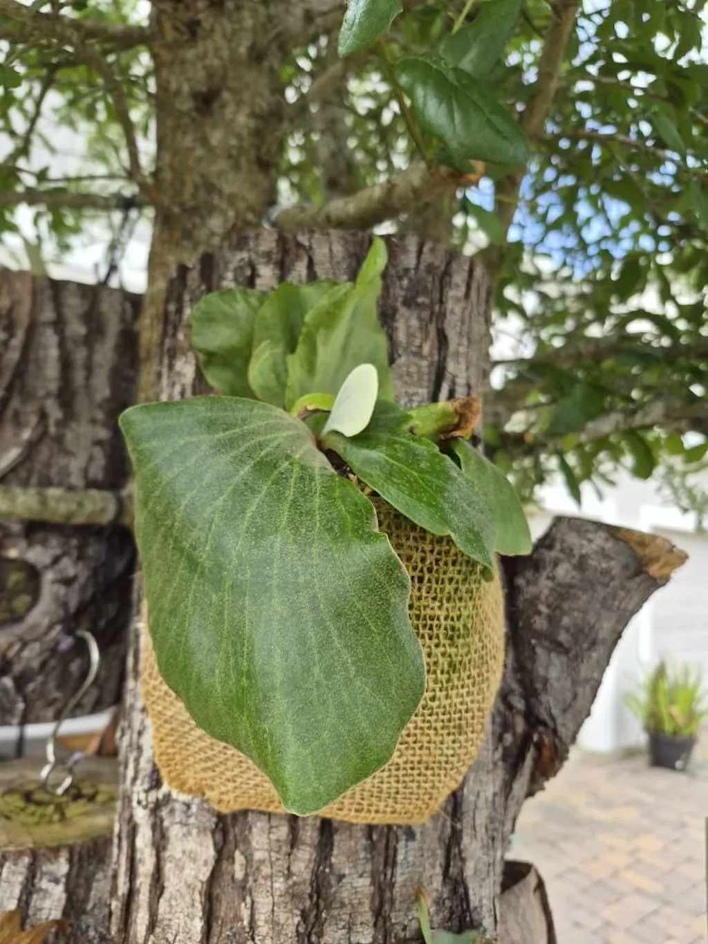 Fern 'Elephant'