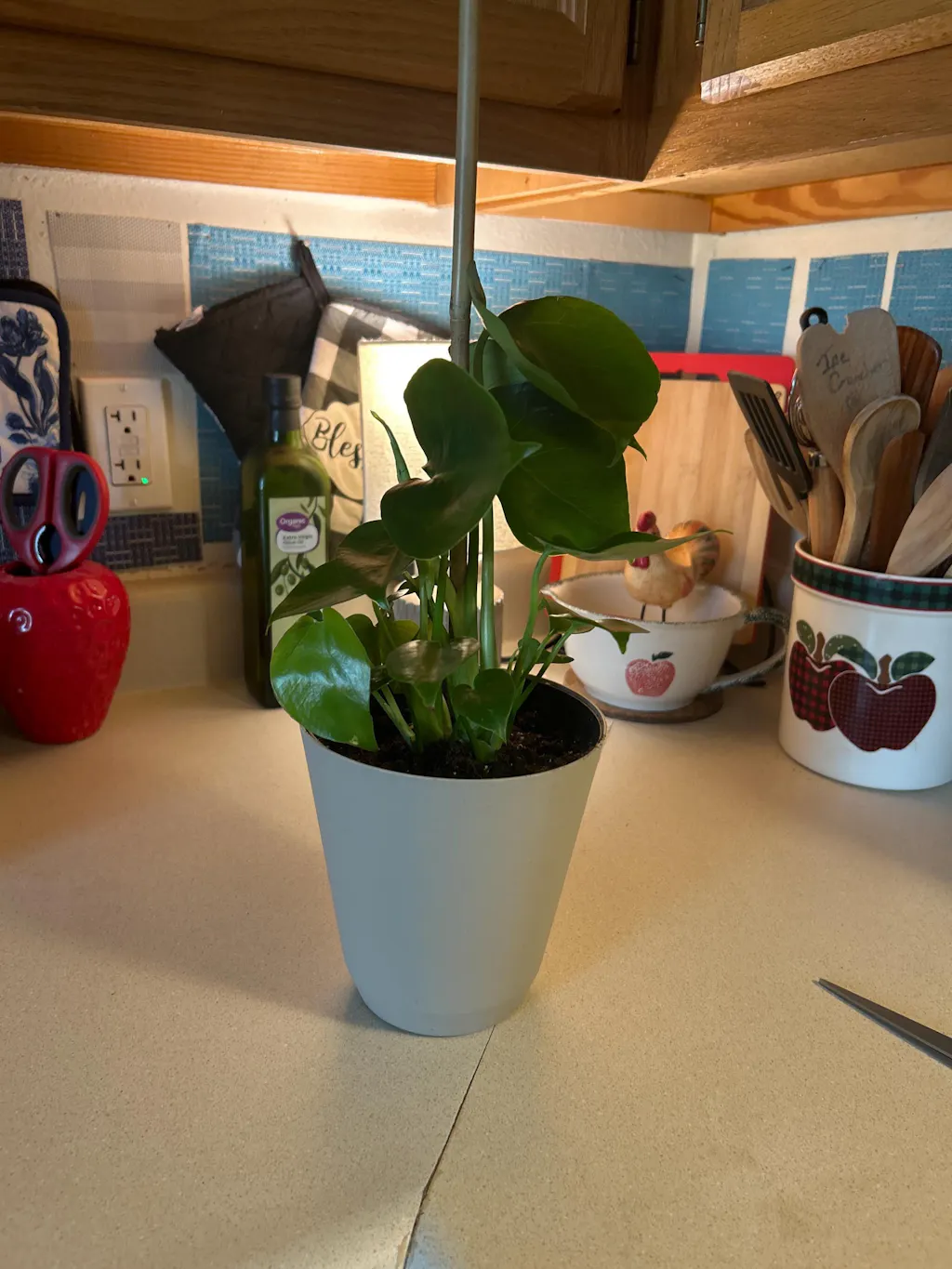 Philodendron Monstera Split-Leaf
