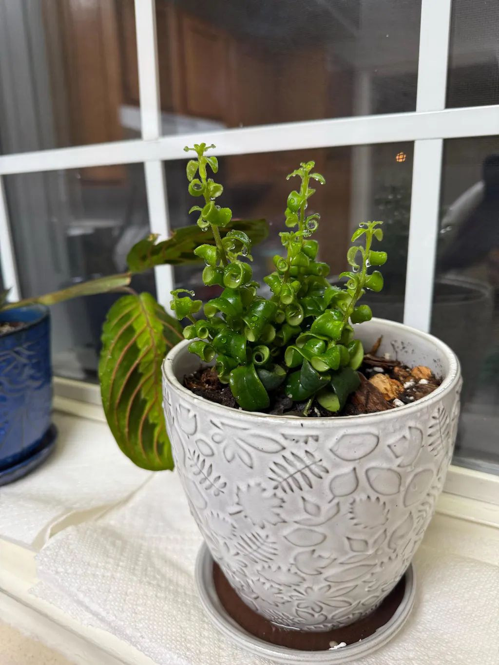Curly Lipstick Plant