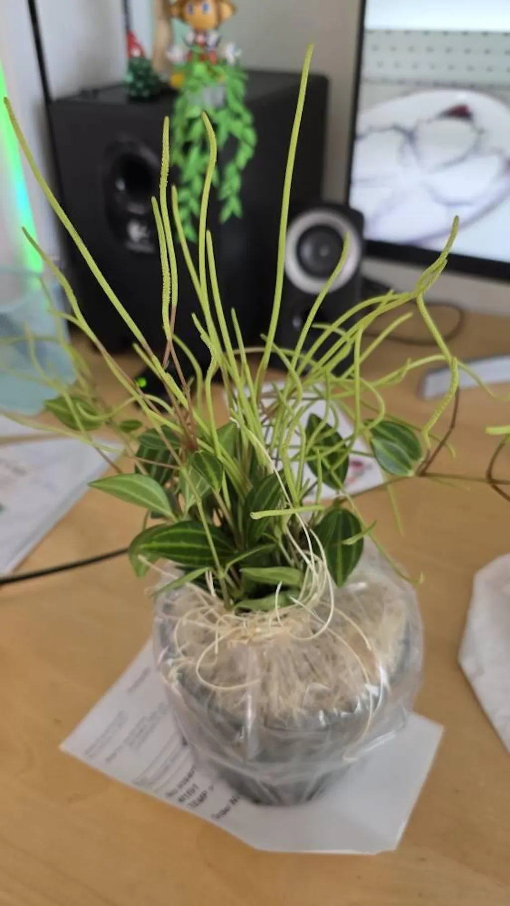 Peperomia 'Angulata'