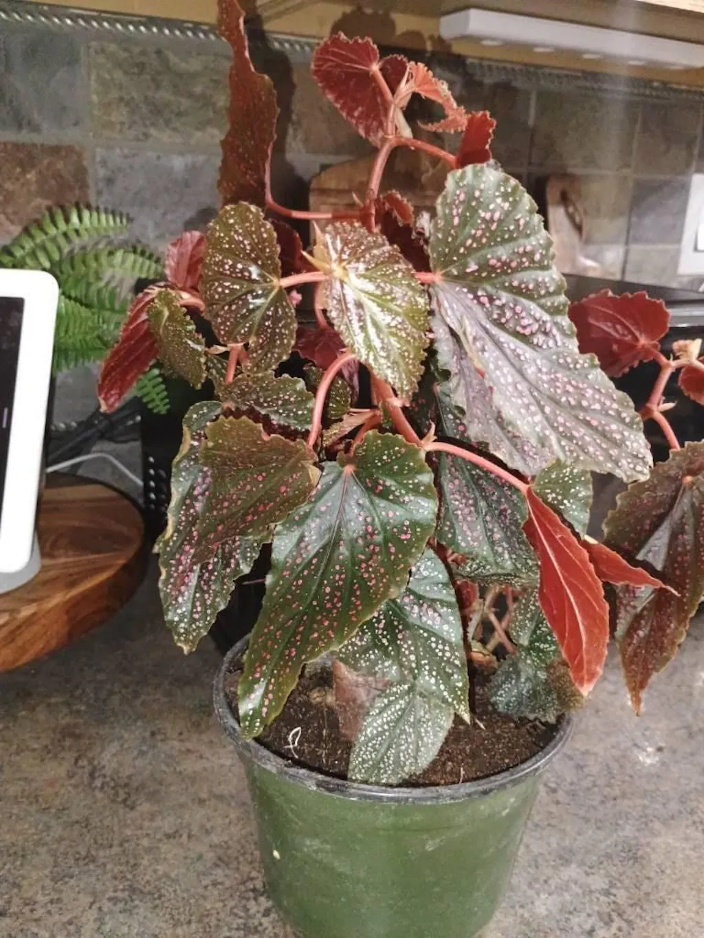 Begonia 'Corallina'