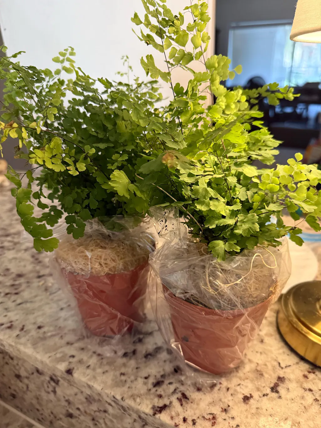 Maidenhair Fern