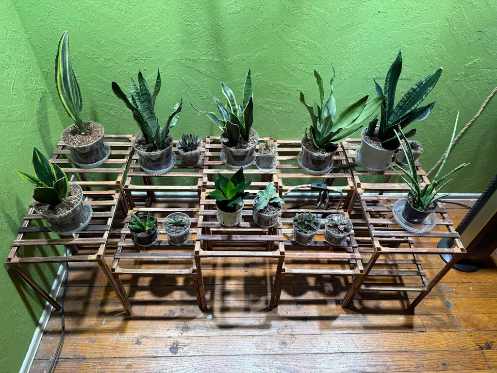 Snake Plant Cylindrica