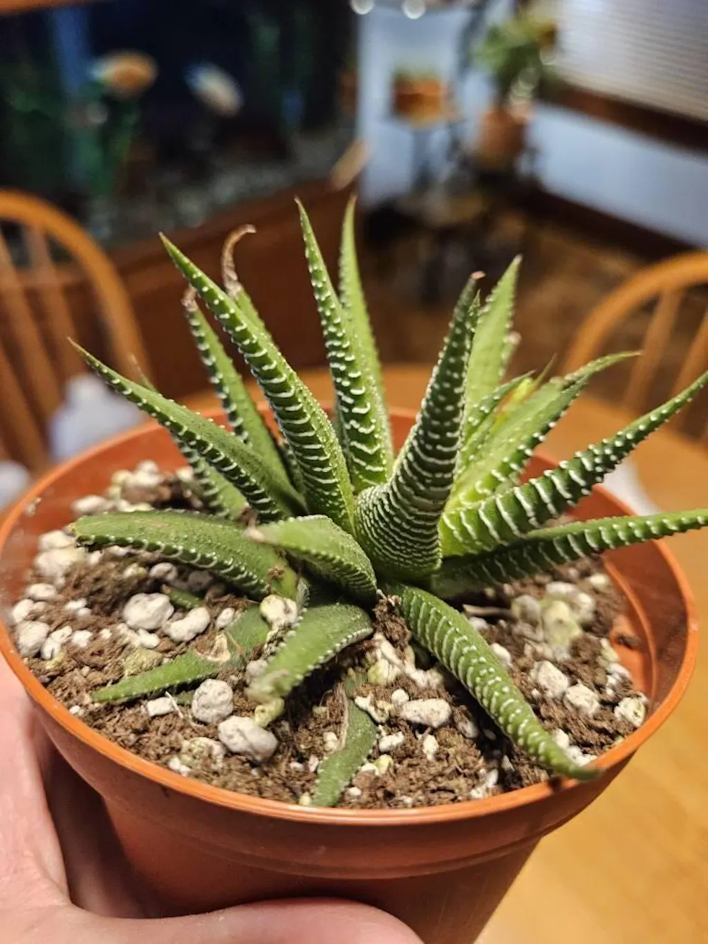 Succulent Haworthia 'Zebra'