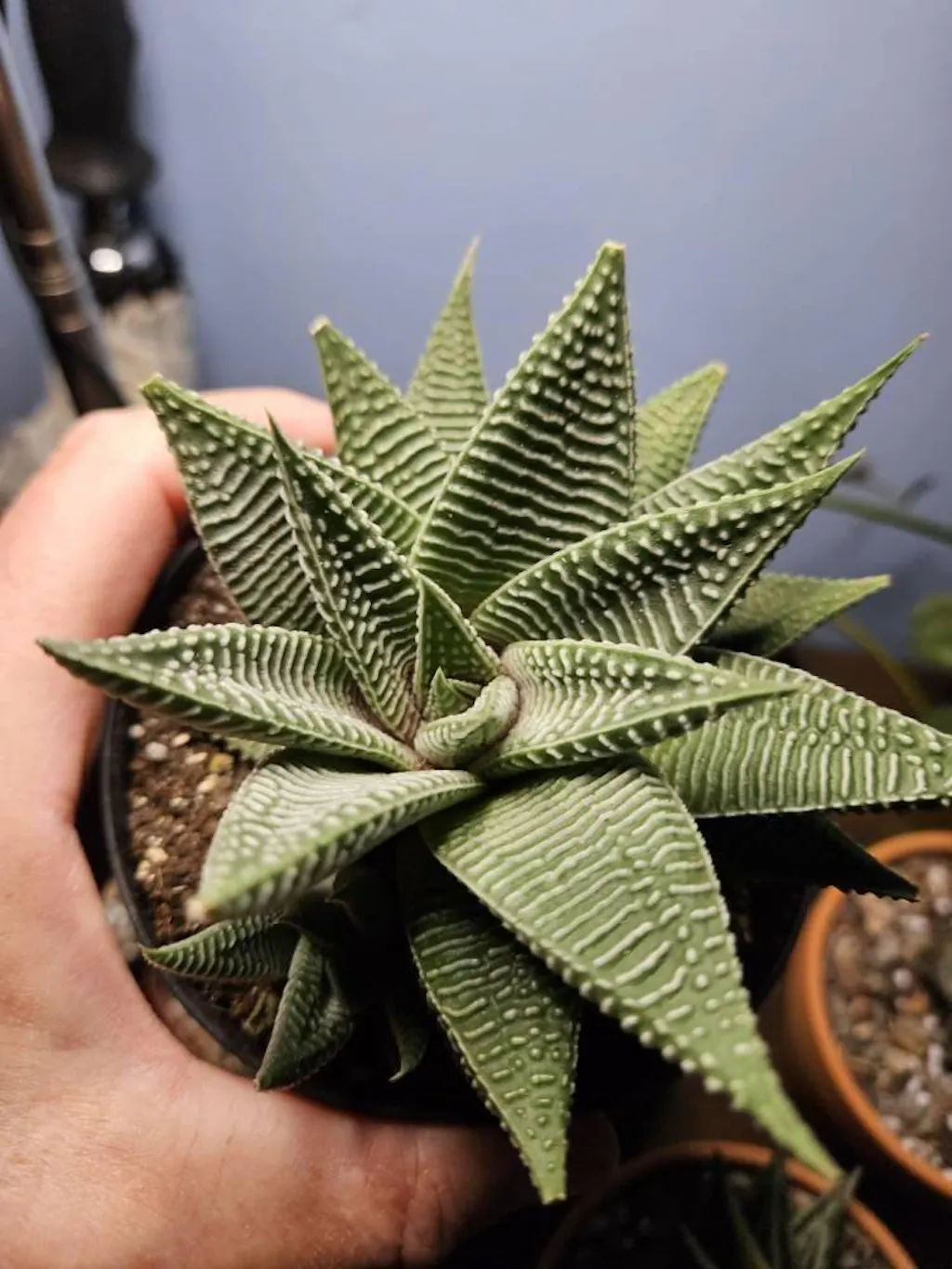 Succulent Haworthia Miami