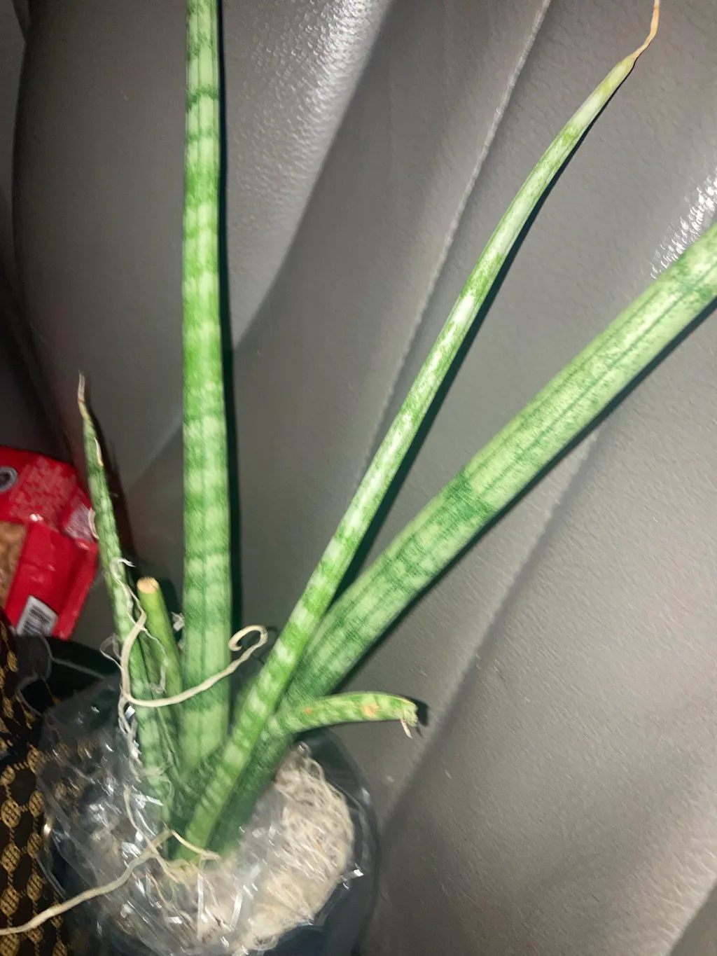 Snake Plant Cylindrica