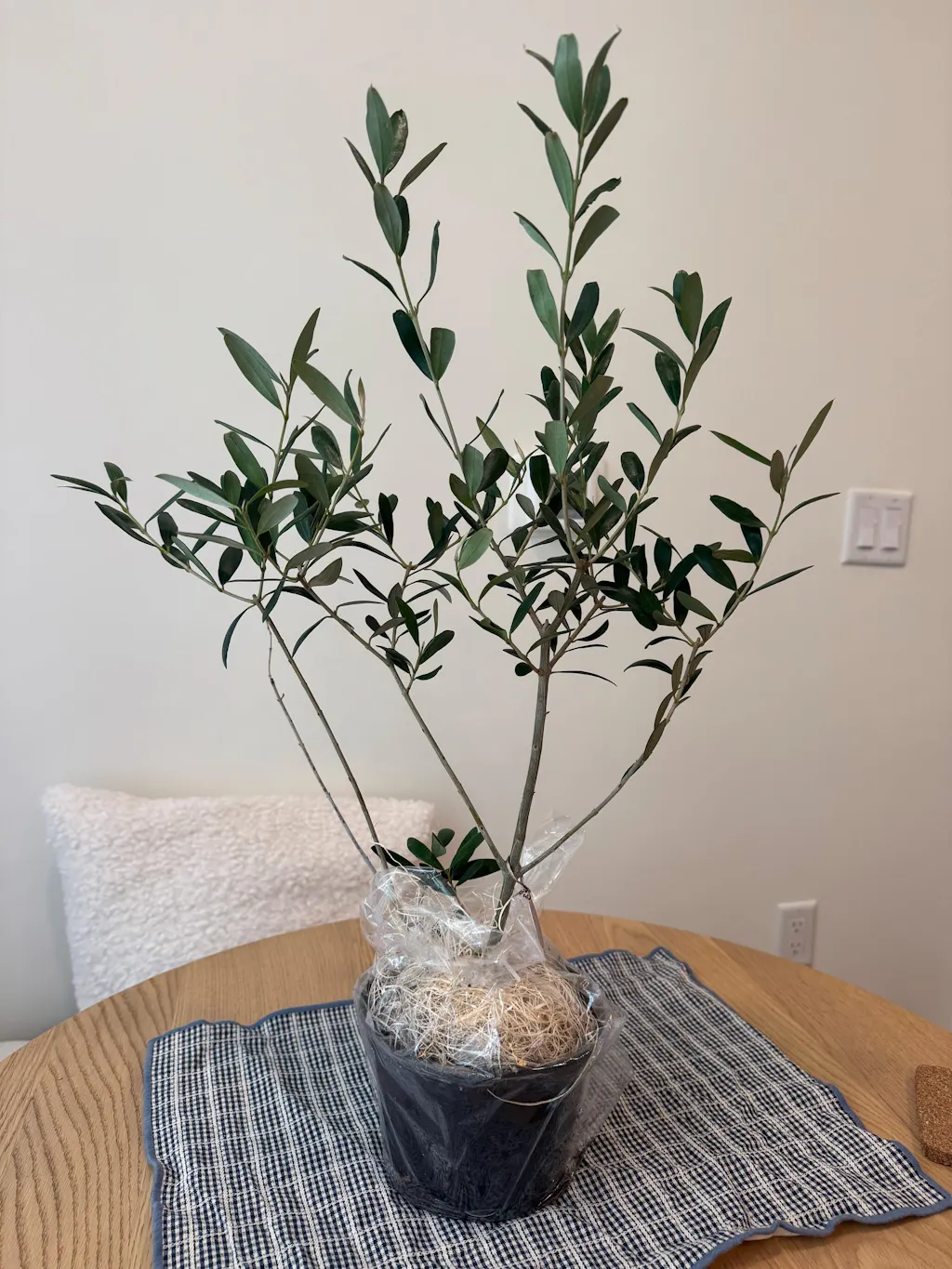 Common Olive Tree (Olea europaea)