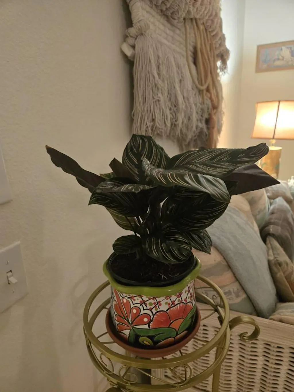 Calathea 'Ornata'