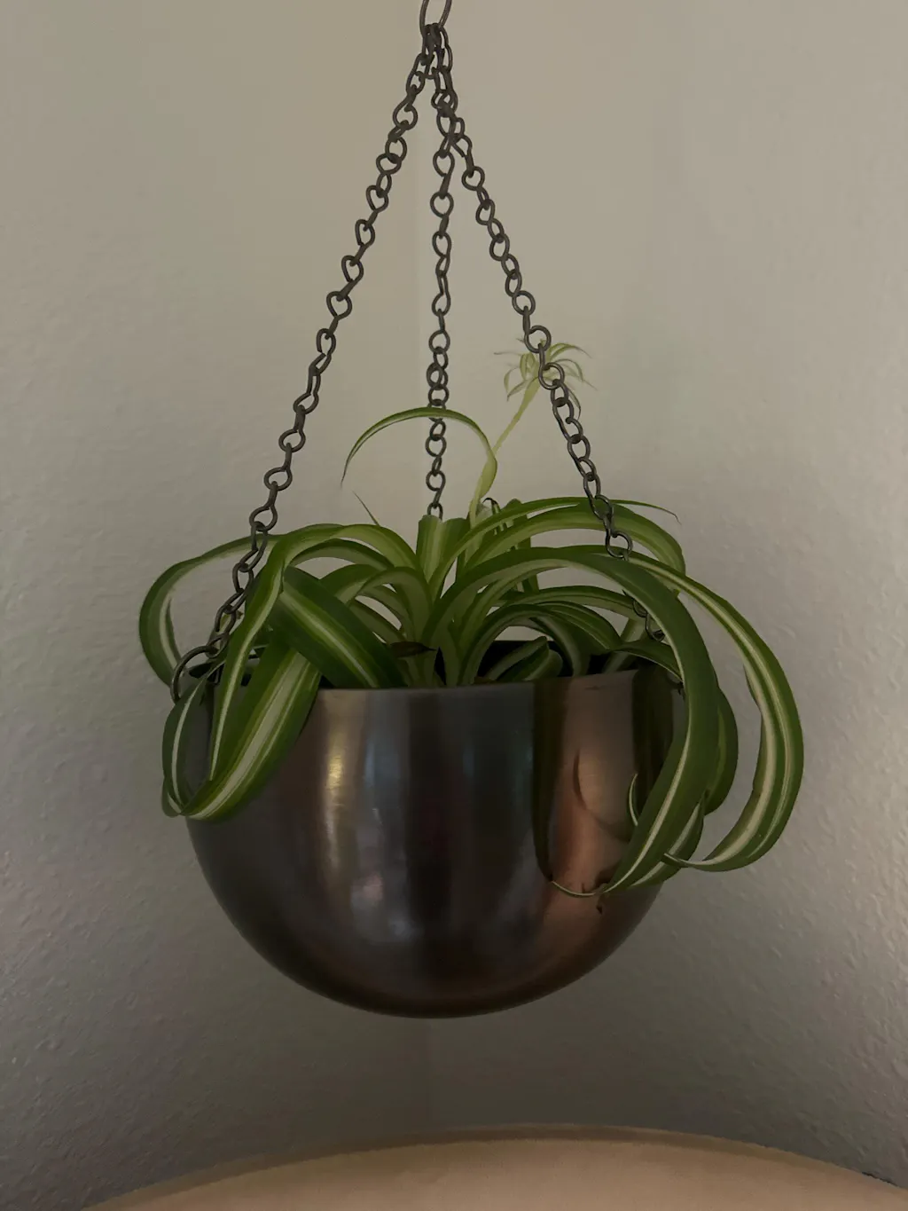 Spider Plant 'Bonnie'