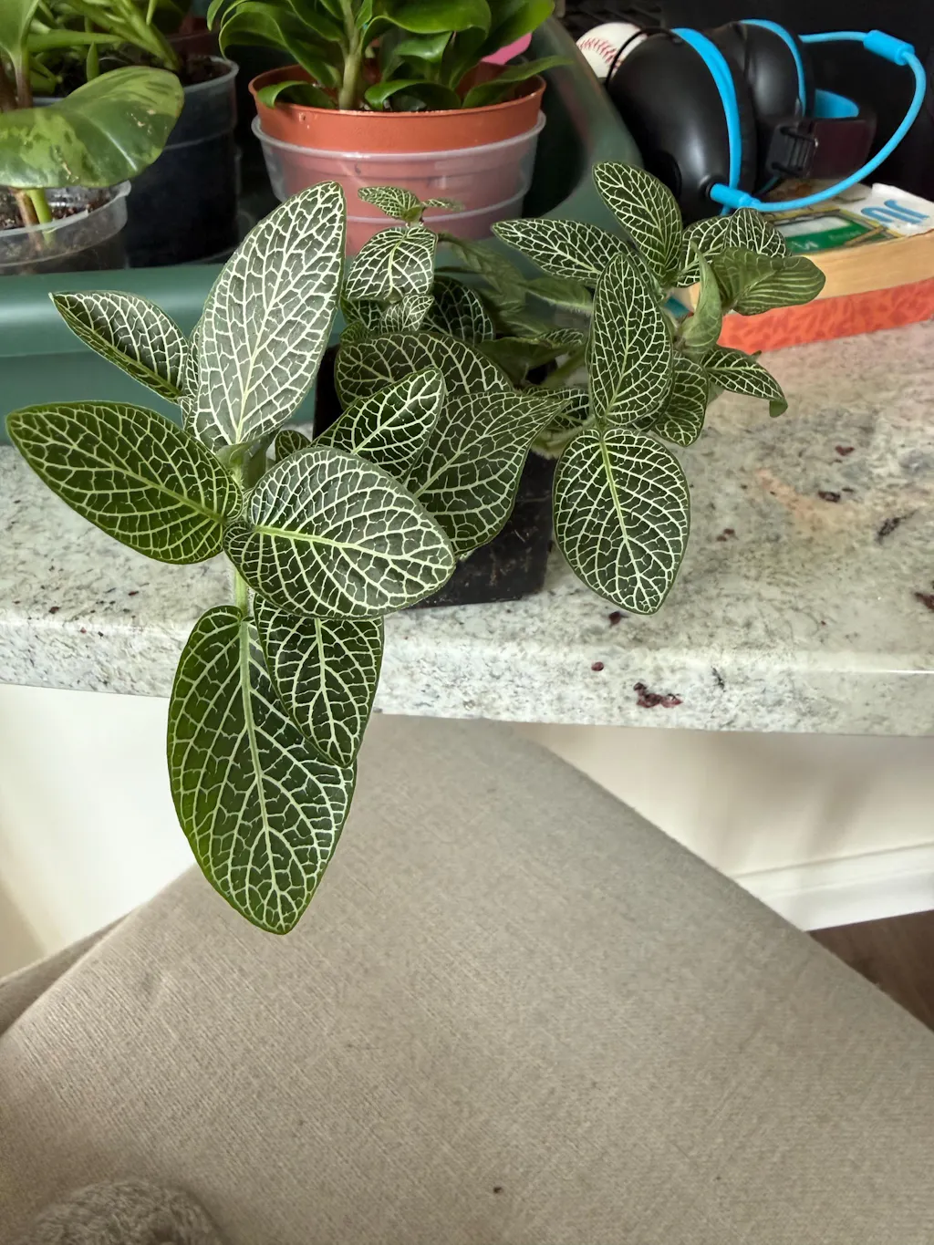 Fittonia 'White Nerve Plant'