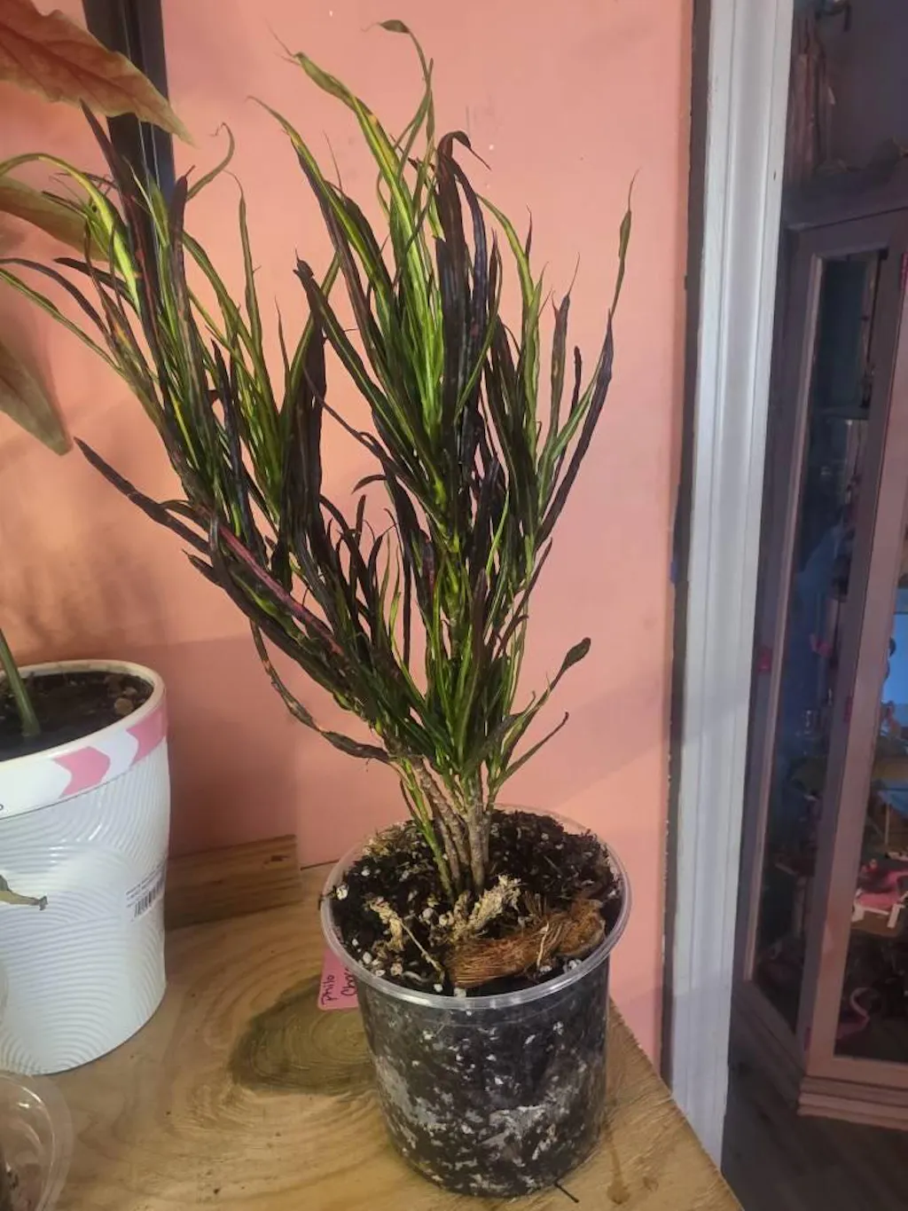 Croton 'Picasso'