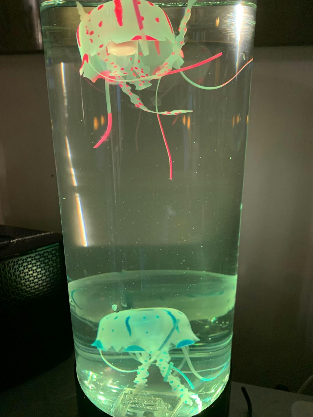 Jellyfish Lamp — Australian Geographic