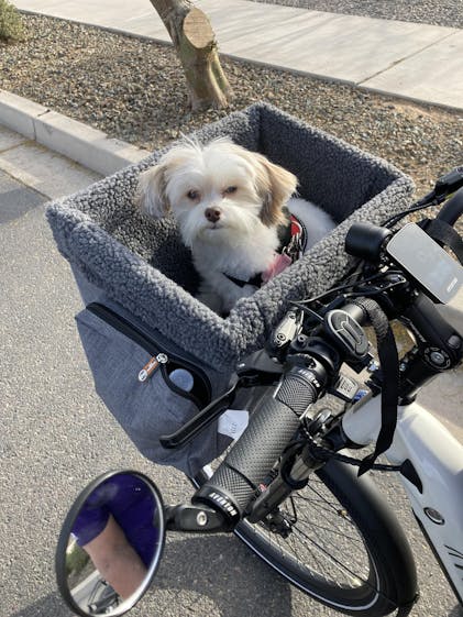 Bike basket for store 20 lb dog