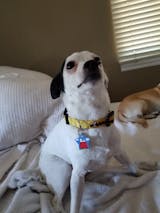 Snoopy Dog Collar Aw Paws