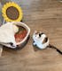 Instant Noodle Pet House - The Perfect Snack