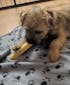 Healing Turmeric Yak Cheese Chews | 6-Hour Long Lasting Dental Chew