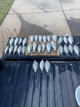 Pro Staff Trolling Rods - B'n'M Pole Company