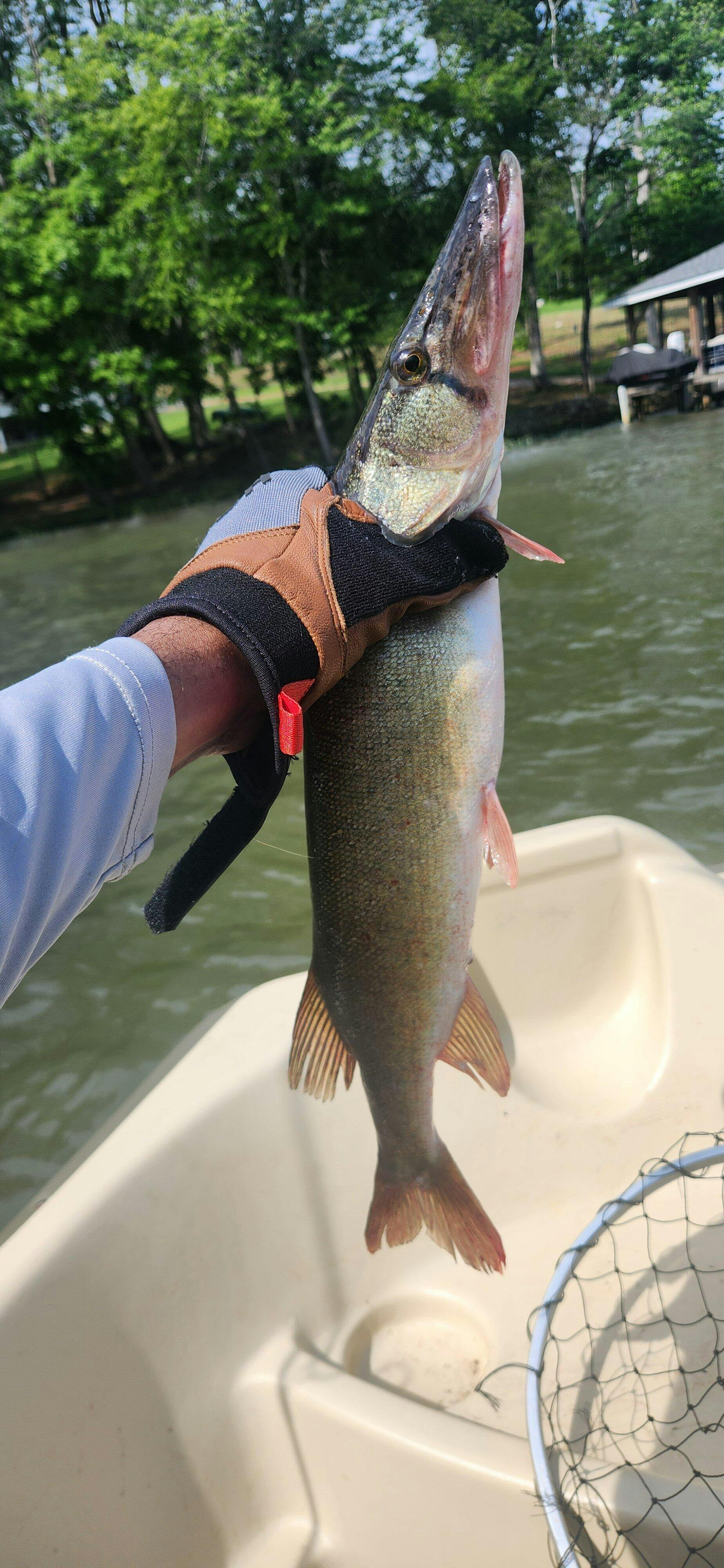 SHSS72N Sam Heaton's 7-Foot Super-Sensitive - B'n'M Pole Company