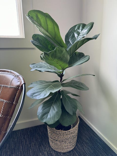 Indoor Plant Food