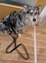 Hundegeschirr BACO Pro Khaki