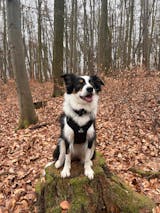 Hundegeschirr BACO Pro Schwarz