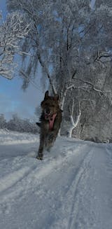 Hundegeschirr BACO Pro Rosa